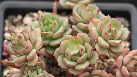  『静夜』这20种美丽的多肉，竟都是静夜的后代！静夜还真是个多情种呢！