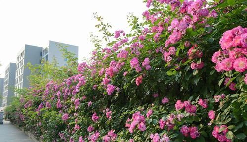  #美极了#有院子，一定要养此“3种花”，花开成花海，美极了！