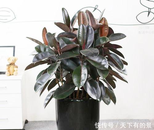 储水■客厅养花,聪明人选这4种,自带储水器,耐旱又大气,旺人又旺宅
