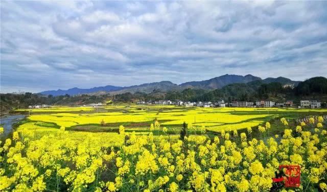  油菜花：一不小心，贵州黄平把春天打翻了