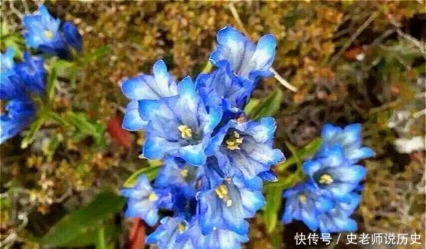  「花名」花名以“龙胆”命名，开花特漂亮，李时珍说它“定五脏杀虫毒”