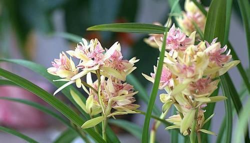  持久：此兰花瓣层叠大器，花色鲜艳迷人，花香浓郁持久，价廉物美好养