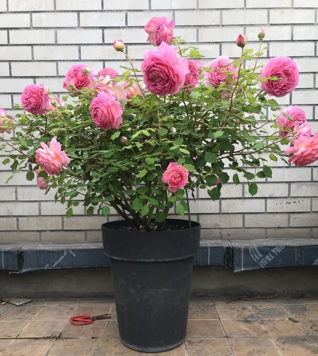 『此种』此种观赏花卉，比切花玫瑰漂亮，花香浓郁，四季都开花，还很好养