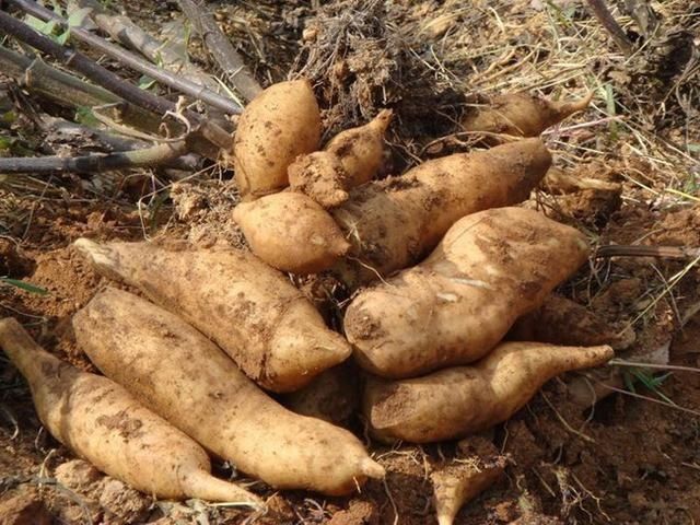  「地下」农民种植地下水果，亩产万斤，他说腰包鼓起来了