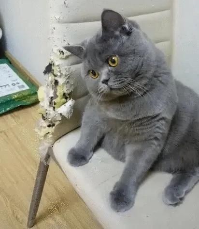  「拆家」这只猫拆家简直六亲不认，这么可爱的猫咪你要带走吗