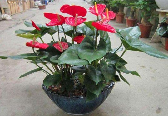  『家养』家养这些花，一年四季都在开花，花开雍容华贵，阳台变花海，迷人