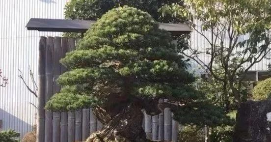 岁寒三友，一组松树盆景佳作欣赏