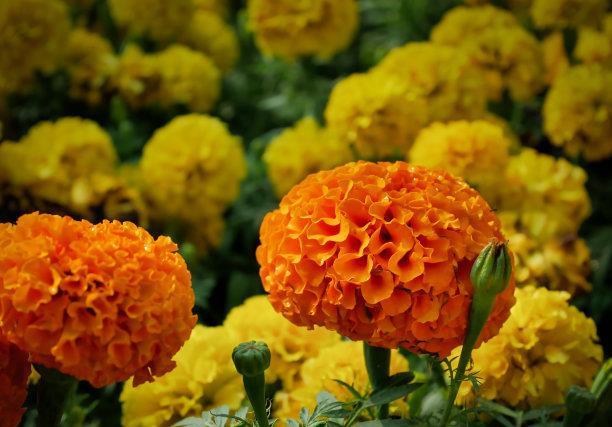  『极其』长寿花，花开极其美丽，很多人贼喜欢，教你几招种植方法