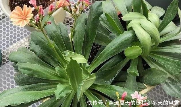  [摸清]养多肉，该不该用磷酸二氢钾？摸清3点，做出正确选择不难