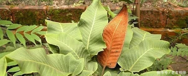  「敞开」男人若有前列腺炎，平时敞开吃6物，杀菌消炎，炎症或“自然消”