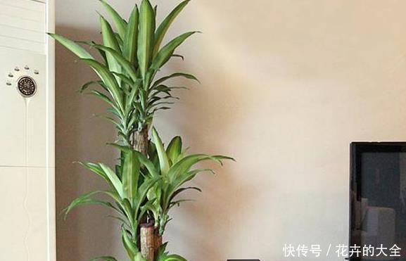 步步高:4种寓意好、颜值高的花卉,观赏价值高,懂花的人都会养