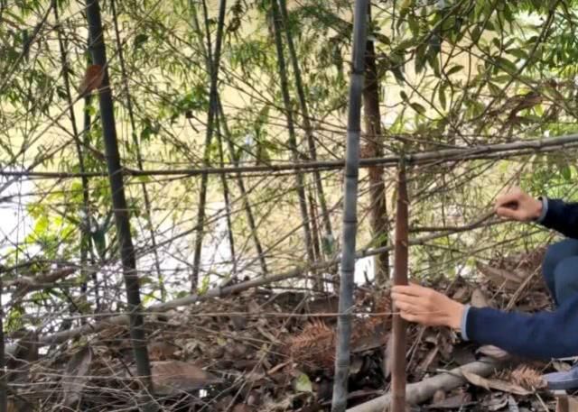  #农民#农村一种罕见的黑色竹子，竹笋珍贵农民不得吃，一般人真