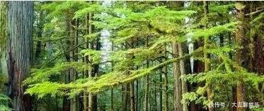种植杉树越来越多，以后会像速生桉被禁种吗