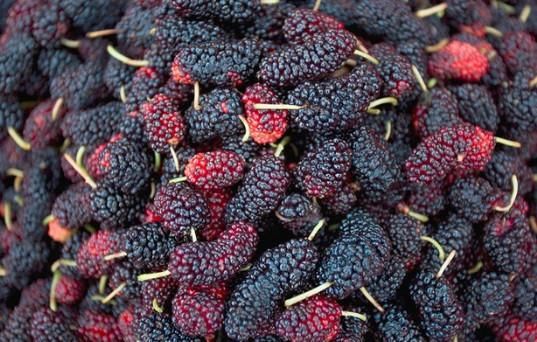 农村野外的桑树,它的叶子不仅能用来养蚕,果实