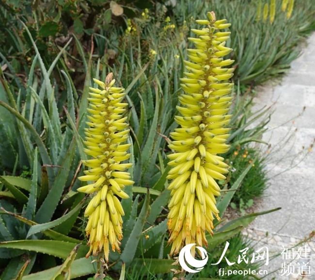  『春季』春已至花已开 厦门园林植物园多肉植物进入盛花期
