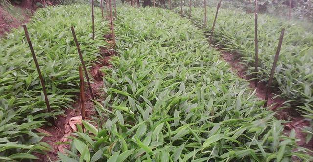  亩产值@只在农村有的“野草”，种植一次可采收多年，亩产值上万元