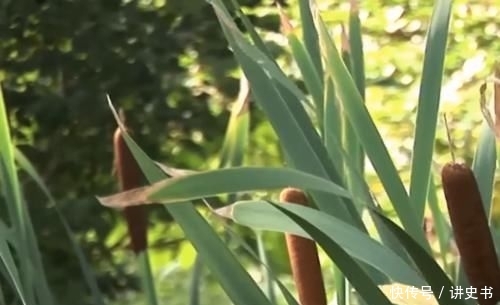  远销|中国农村常见的“香肠草”，远销国外，老外激动：浑身都是