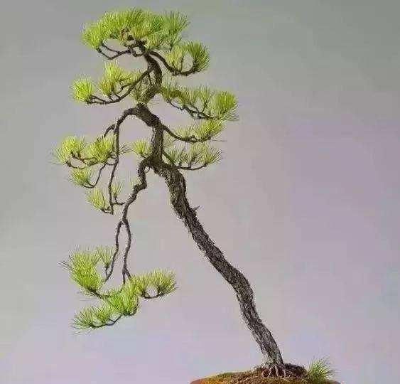  『沉淀』盆景是养花最高境界，人文树盆景就是高层次盆景，全是岁月的沉淀