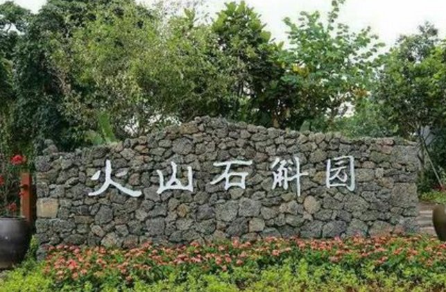 镜头下:海南有个神奇的“石斛村”,火山石头上长满了“钱”!