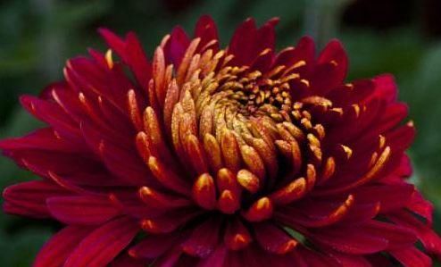  『墨色』喜欢玫瑰，不如养盆“极品菊花”墨菊，花似墨色荷花，亭亭玉立！