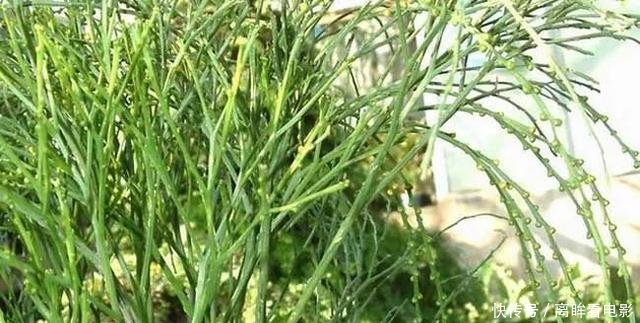 【蕨类植物】蕨类植物|松叶蕨是不是濒危物种如何栽培养护