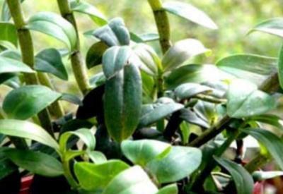 浇水:石斛怎么过冬