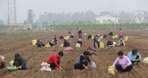  [种大蒜]大蒜今年还能赚钱吗?不要盲目跟风，看看农业专家怎么说