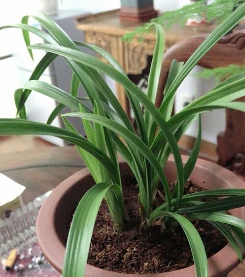  「用椰糠」椰糠虽好，不建议单独使用养兰花，养兰花植料是要点养功是关键