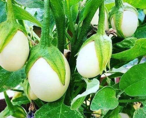 茄子:阳台种茄子,收获大鸡蛋,天天吃个鲜,买菜不出门
