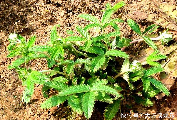 农村地里的“变色龙”，被村民当成无用杂草，现在卖90一斤