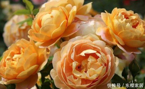 『家里』夏天就养3种花,好养易活寓意好,养家里,美的出奇福运到