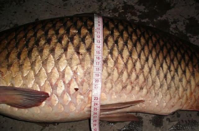 「伏龙水库」我是如何钓获这条23斤的大鲤鱼?圆滚滚的像小猪,破了我的记录