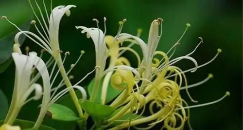  #泡水#这10种花，能泡水喝，又自带香味，还能煲粥做菜，你家阳台有几种