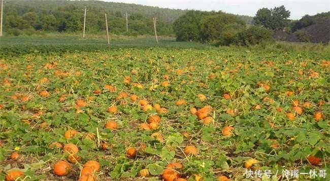 毛钱■几千吨滞销，一斤1毛钱堆一地，每天大批量腐烂，农民太苦