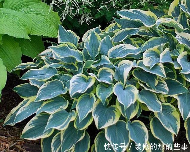  「阳光」这5种叶子花，命贱好养，没阳光也能长好！叶子比花好看