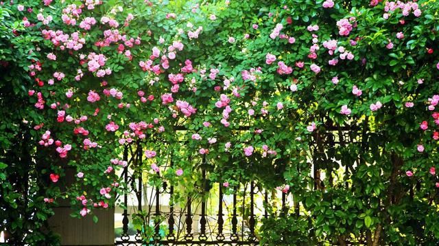  【甜蜜红木香】养绿萝没新意，养这种花，一开200多天，浇水就能活！