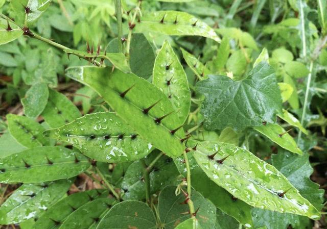 『人称』1种野草人称“两面针”,有着粗壮的主根,叶片还有刺,却珍贵!