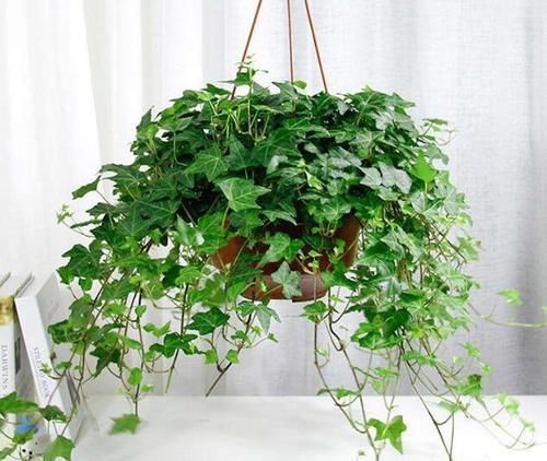  『家里』在家里扦插这3种植物，简单好管理、实用易生根