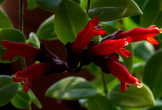  小巧■这5款花最耐旱，花叶俱美，粉嫩小花挂枝头，小巧烂漫又惹人爱