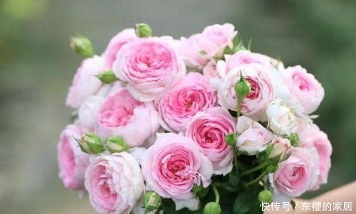『适合』几种花适合阳台养,花香四溢宜人,花朵烂漫迷人,开花簇簇美爆了