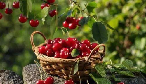  「利润」樱桃新鲜上市，农民“赔本”卖，城市人“咬牙”买，利