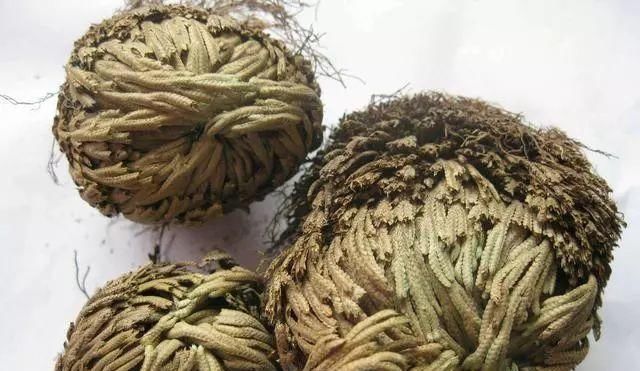  「几十块」这种“植物”农村山上非常多，城里卖几十块，三个月