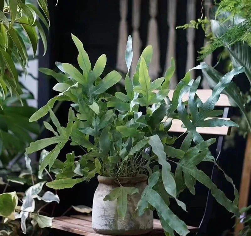 「喜欢疏松肥沃」八种不爱晒太阳的花,一晒就发蔫!