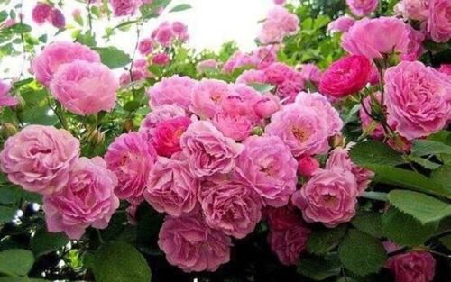 居家:居家就养此款花卉,不闻不问,花开爆盆美如花,养在家中香飘满屋