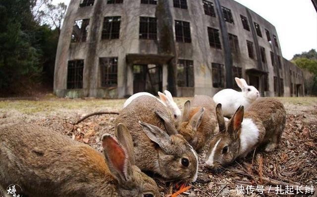 被日本从地图上隐去的岛屿,里面藏了些什么?如今游客络绎不绝