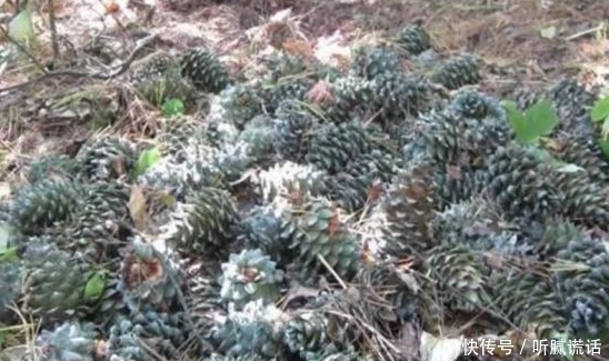 农村人都去山上捡的东西，拿来卖钱收入比打工还高，城里600一