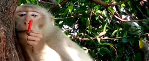 猴子贪吃见游客食物就抢，没想到抢到了辣椒，表情亮了