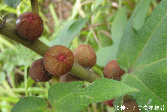 这种植物农村没人要，城里人知道是宝，1斤50元，有人靠它发财