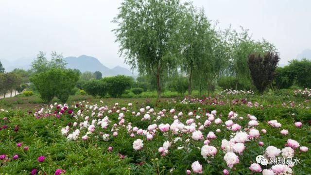  「同赏」母亲节，送花不如赏花，伴母同赏芍药花