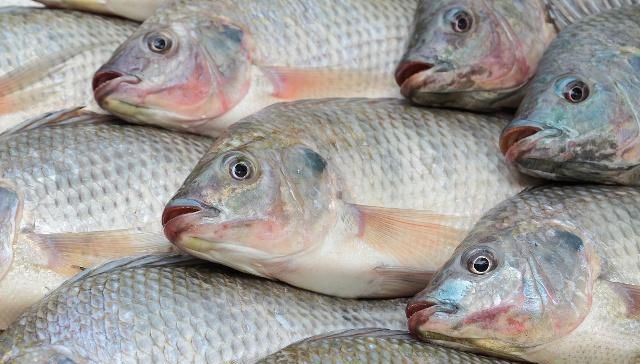  罗非鱼@农村这种淡水名鱼，肉嫩刺少，营养丰富，养殖前景不错！